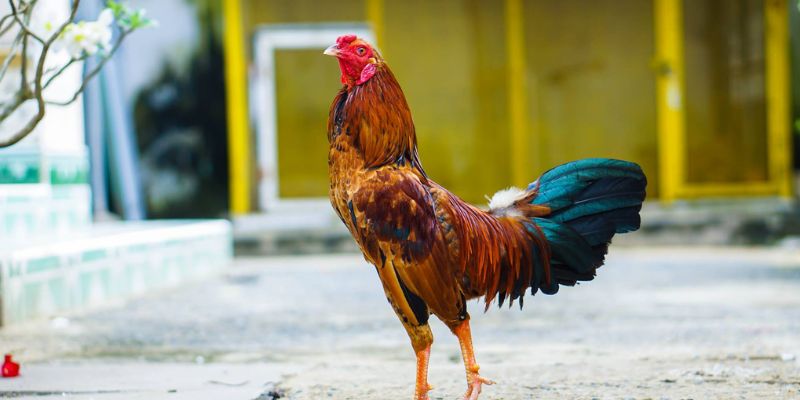 Tổng Hợp Mẹo Chọn Gà Đá Hay Của Các Chuyên Gia 2 Mẹo chọn gà đá hay theo giống