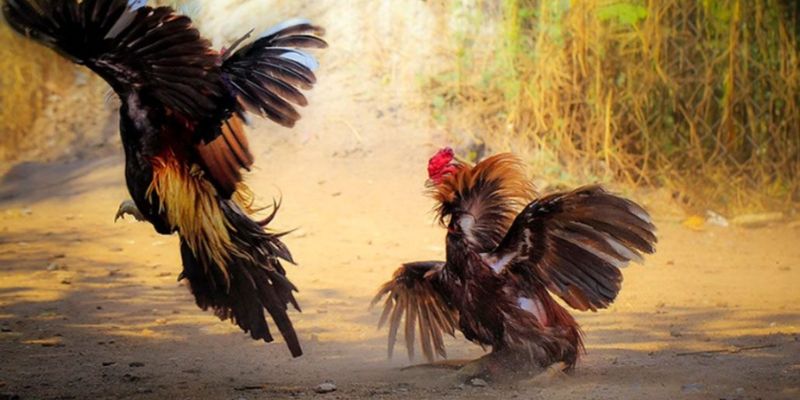 Tổng Hợp Mẹo Chọn Gà Đá Hay Của Các Chuyên Gia 3 Mẹo chọn gà đá hay theo ngoại hình