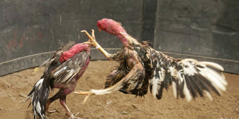 Tổng Hợp Mẹo Chọn Gà Đá Hay Của Các Chuyên Gia 5 Chiến lược nuôi dưỡng và chăm sóc gà đá